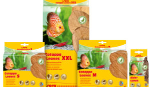 Sera Catappa leaves - Sera Alder cones