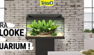 Candidature Tetra relooke ton aquarium
