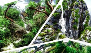 Concours Pico Scape Contest 2019