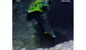 Magazine Tanganyika n°24