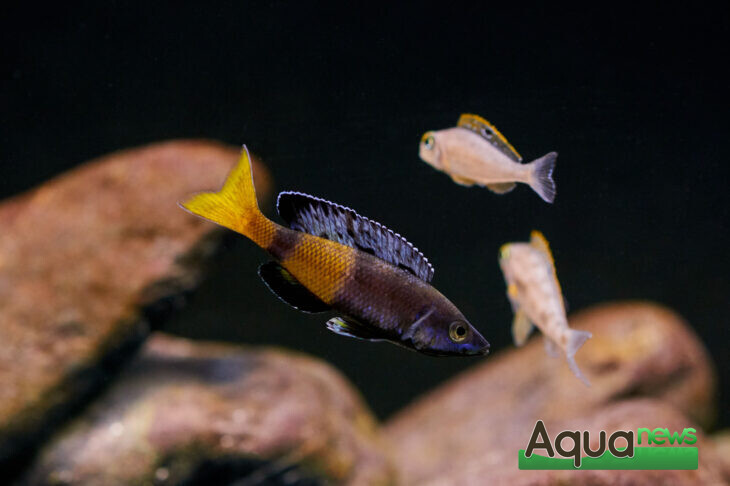 Eheim - Cyprichromis Leptosoma Speckleback Moba