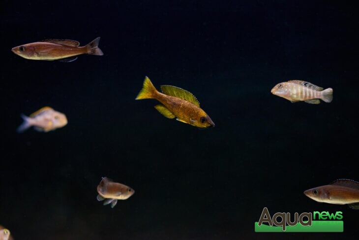 Eheim - Cyprichromis Leptosoma Speckleback Moba