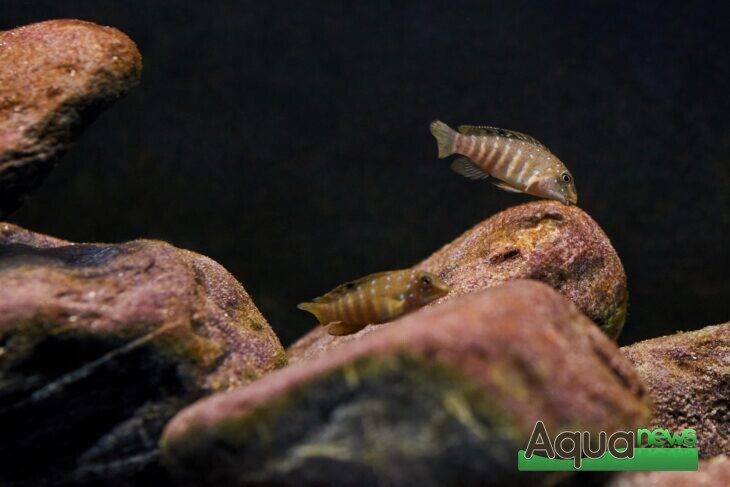 Eheim - Tanganicodus Irsacae Kigoma