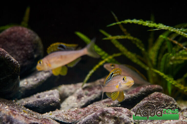 Eheim - Xenotilapia Papilio Sunflower Kipili