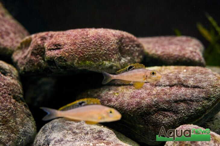 Eheim - Couple Xenotilapia Papilio Sunflower Kipili