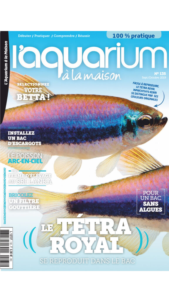 aquarium à la maison 135