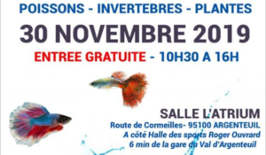avobacs argenteuil 30 nov