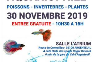 avobacs argenteuil 30 nov