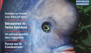 l'aquarium à la maison