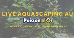 poisson d'or aquascaping