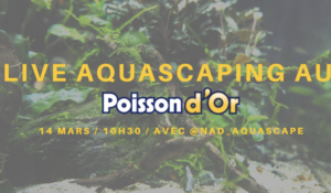 poisson d'or aquascaping