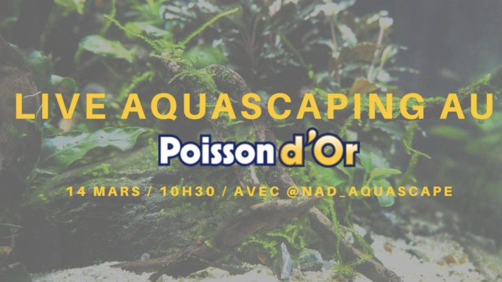 poisson d'or aquascaping