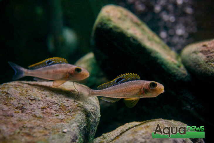 Xenotilapia Papilio Sunflower Kipili