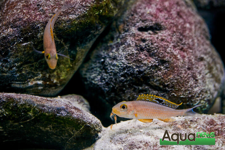 Alevins couple Xenotilapia Papilio Sunflower Kipili