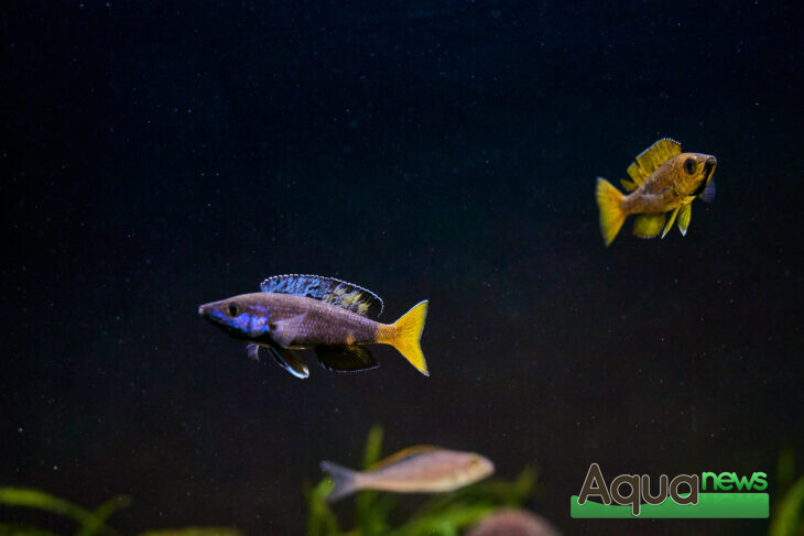 2 mâles Cyprichromis Leptosoma Speckleback Moba