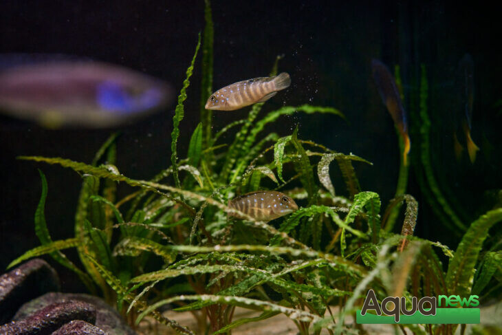 Tanganicodus Irsacae Kigoma couple