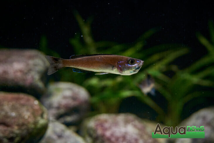Cyprichromis Leptosoma Speckleback Moba en incubation