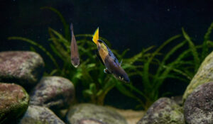 Mâle Cyprichromis Leptosoma Speckleback Moba parade