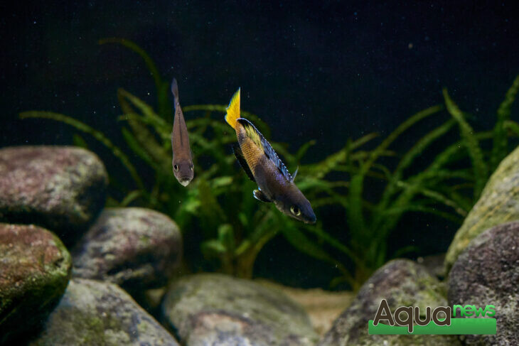 Mâle Cyprichromis Leptosoma Speckleback Moba parade