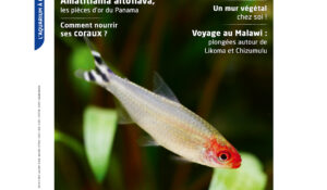 Couverture ALM N° 141