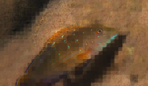 Couverture Tanganika Magazyn N°27