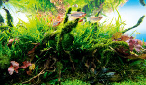 Poster face arrière ADA