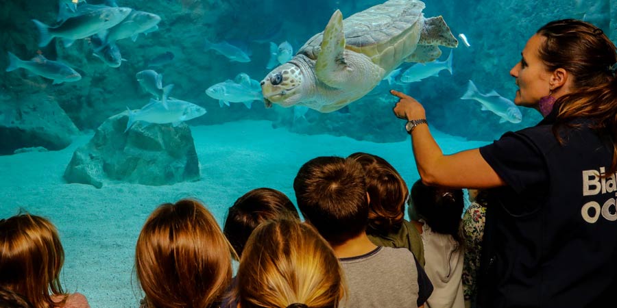 l-aquarium-de-biarritz-recrute-un-technicien-aquariologiste-aqua-news