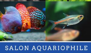 Salon aquariophile AVOBACS