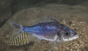 Magazine Tanganyika N° 30